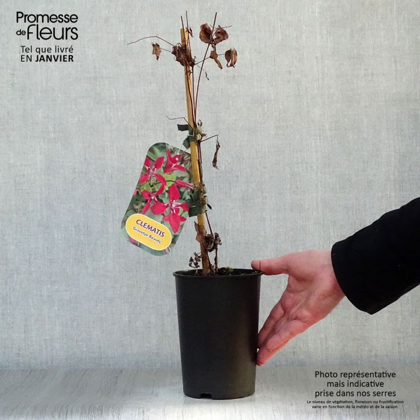 Clematis texensis 'Gravetye Beauty' 2L/3L pot sample as delivered in winter