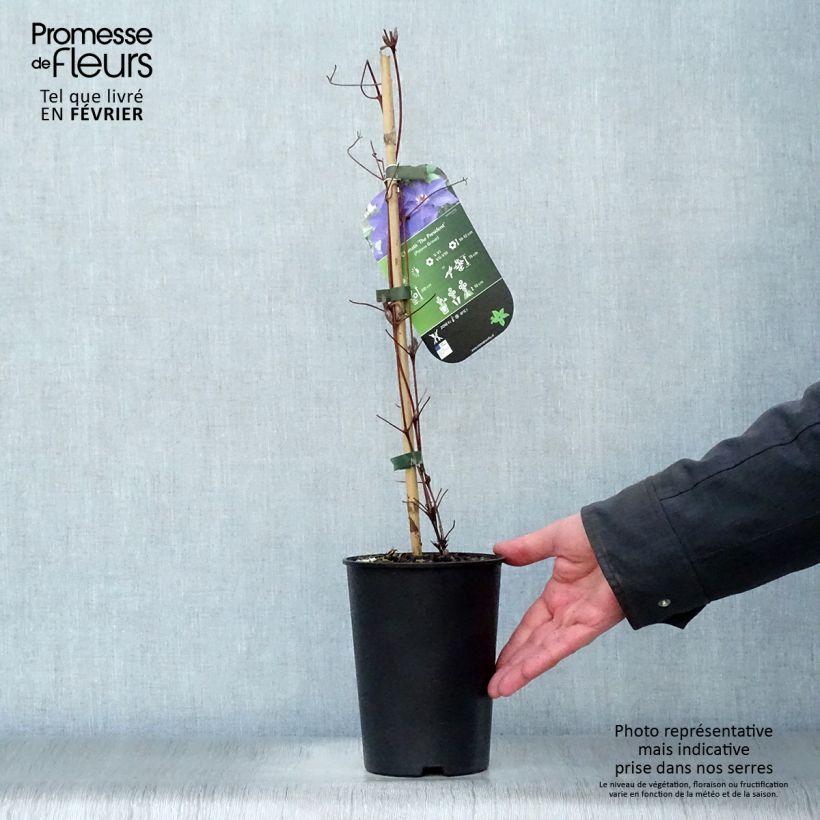 Clematis The President 2L/3L pot sample as delivered in winter