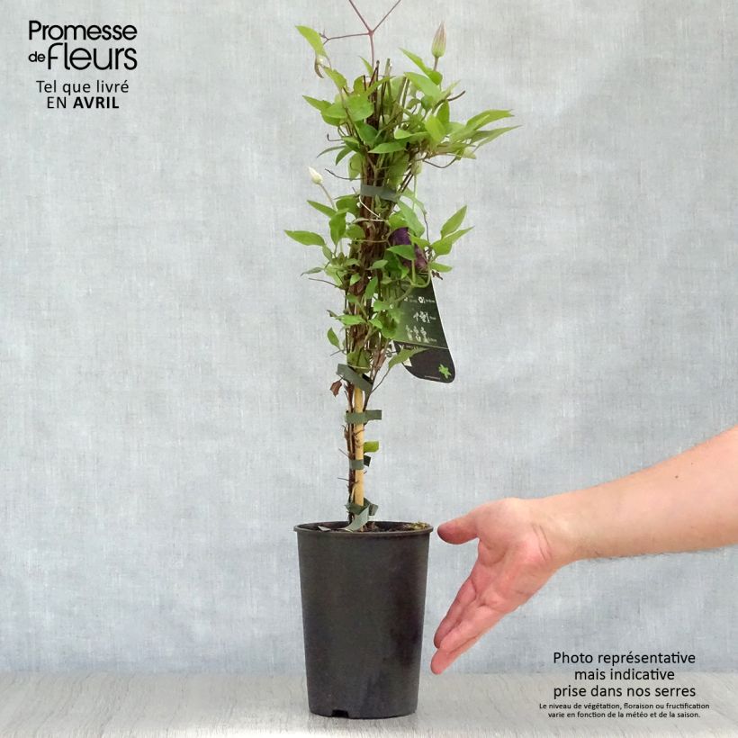 Clematis The President 2L/3L pot sample as delivered in spring