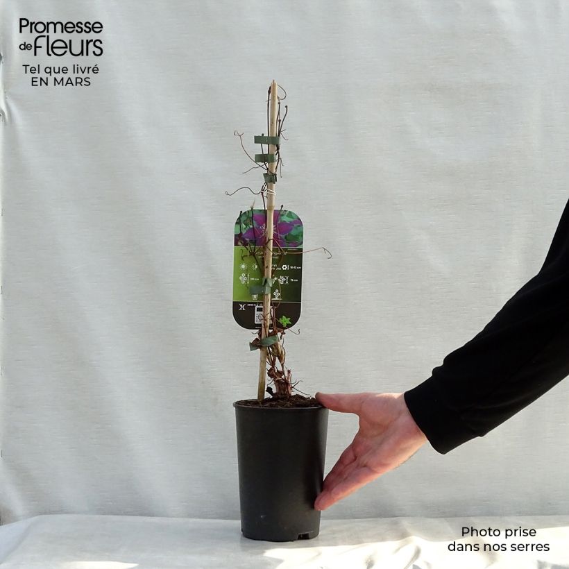 Clematis patens 'The Vagabond' 2L/3L pot sample as delivered in spring