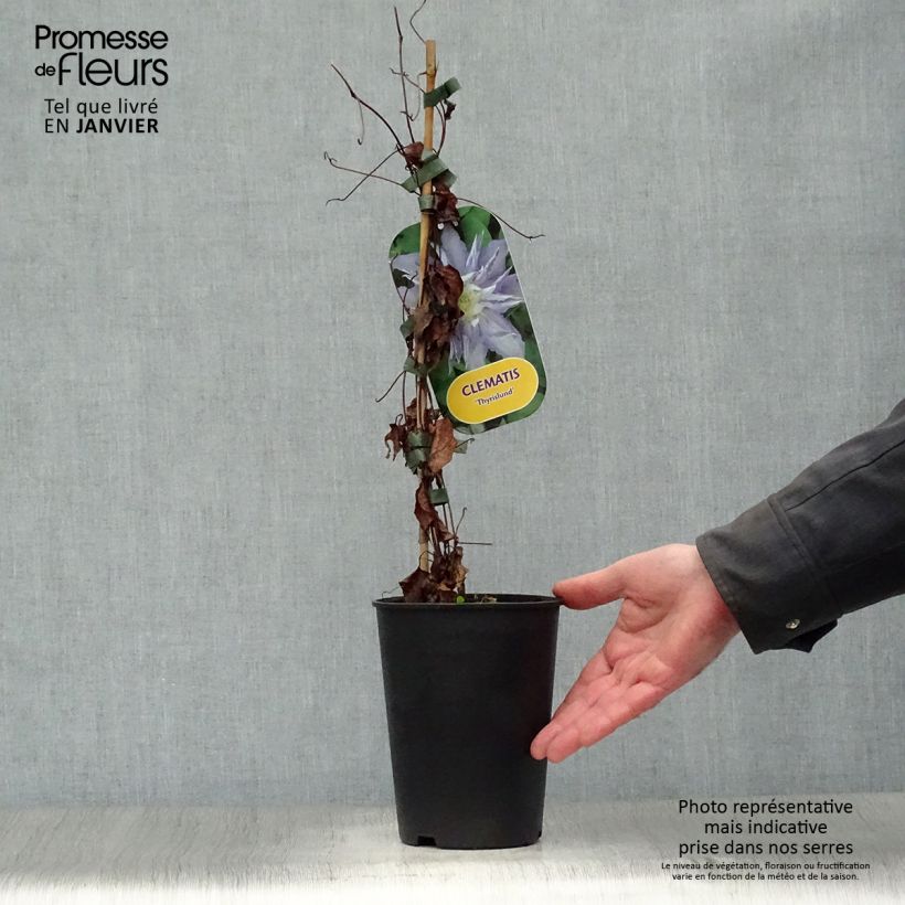 Clematis Thyrislund 1.5L/2L pot sample as delivered in winter
