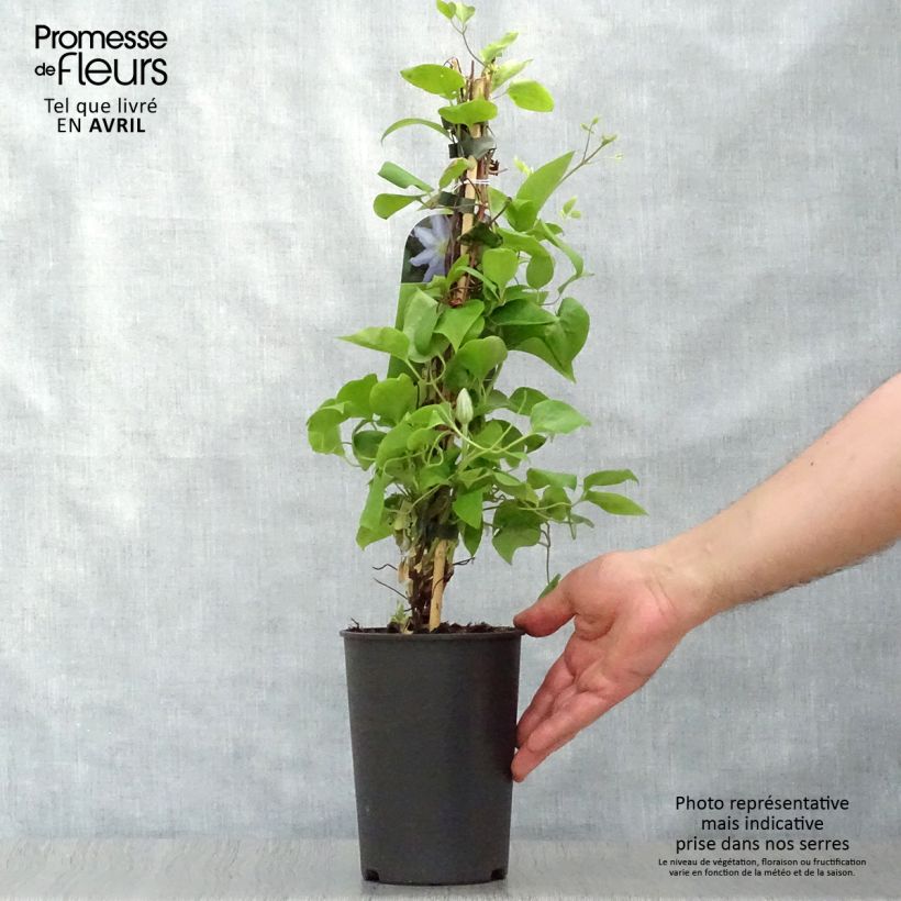 Clematis Thyrislund 1.5L/2L pot sample as delivered in spring