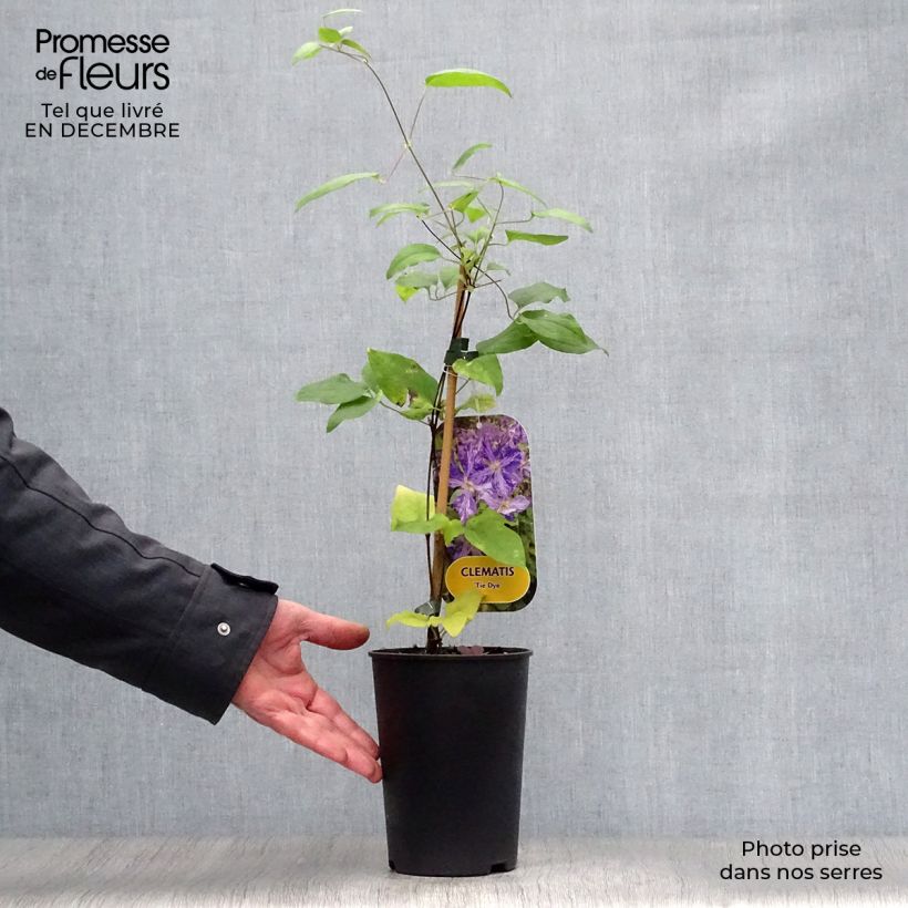 Clematis Tie Dye 2L/3L pot sample as delivered in winter