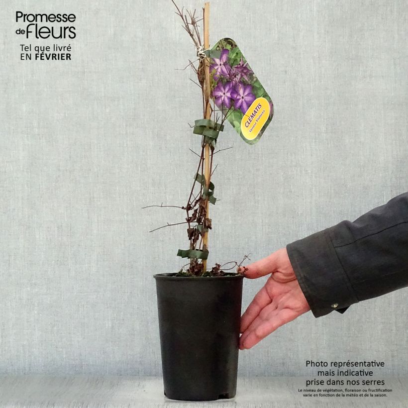 Clematis Venosa Violacea 2L/3L pot sample as delivered in winter