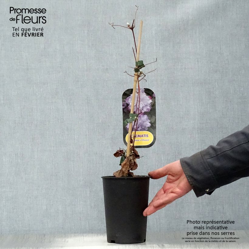 Clematis Veronica's Choice - Early Large-flowered Clematis 2L/3L pot sample as delivered in winter