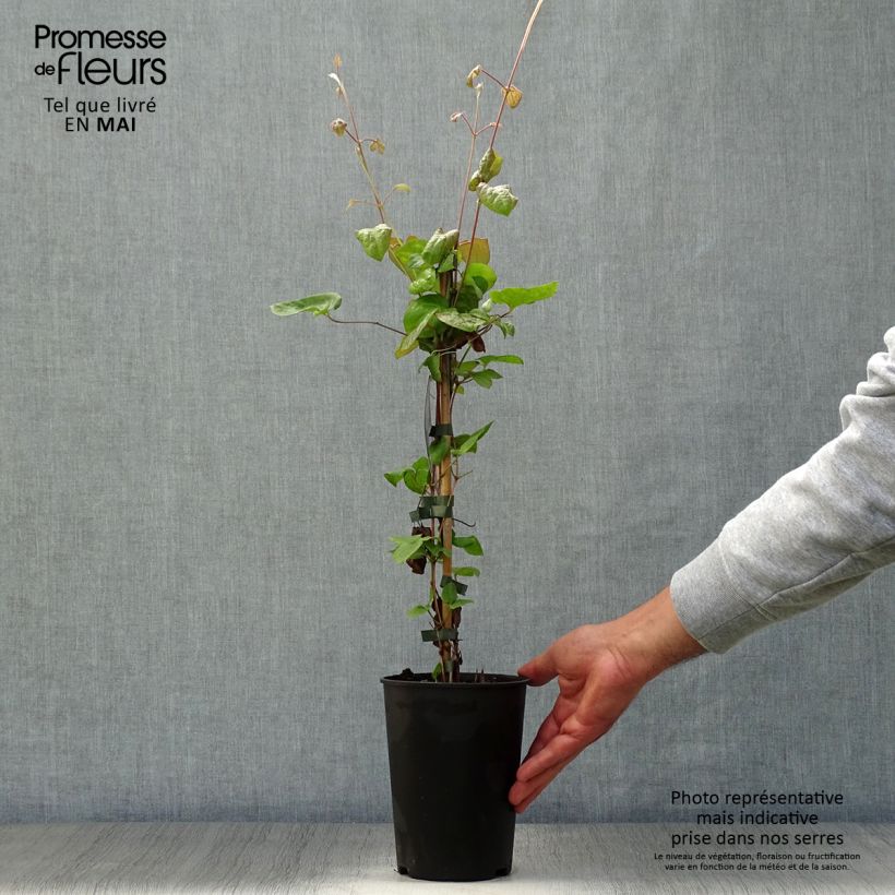 Clematis Veronica's Choice - Early Large-flowered Clematis 2L/3L pot sample as delivered in spring