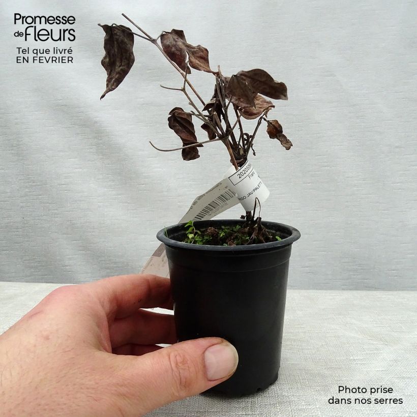 Clematis x viticella 'Ville de Lyon' 8/9 cm pot sample as delivered in winter