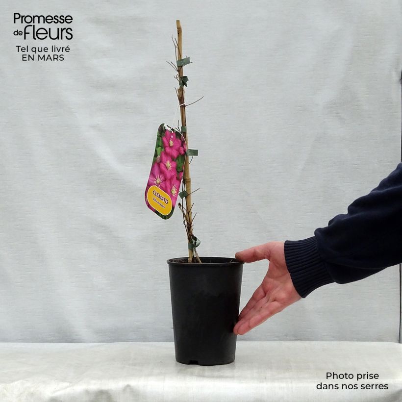 Clematis x viticella 'Ville de Lyon' 1.5L/2L pot sample as delivered in spring