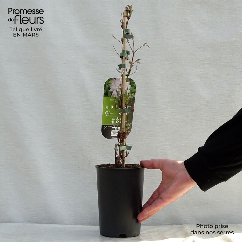 Clematis Violet Elizabeth 2L/3L pot sample as delivered in spring