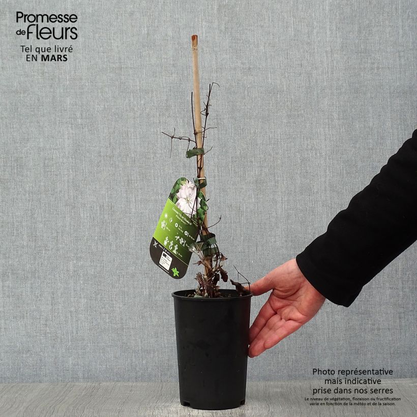 Clematis Violet Elizabeth 2L/3L pot sample as delivered in winter