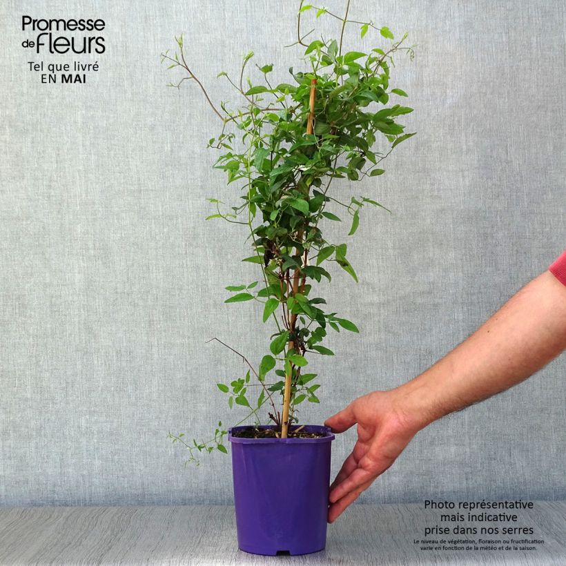 Clematis patens Vyvyan Pennell 2L/3L pot sample as delivered in spring