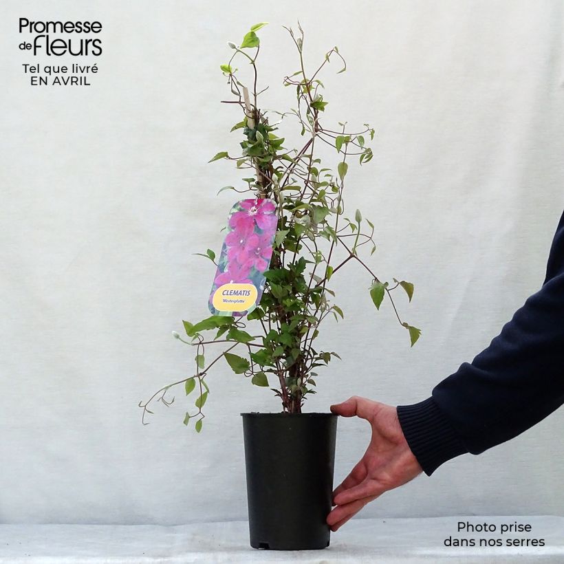 Clematis x patens Westerplatte 2L/3L pot sample as delivered in spring