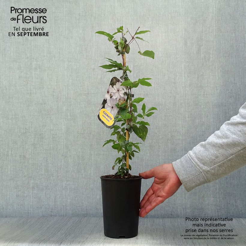 Clematis x patens White Pearl  2L/3L pot sample as delivered in autumn