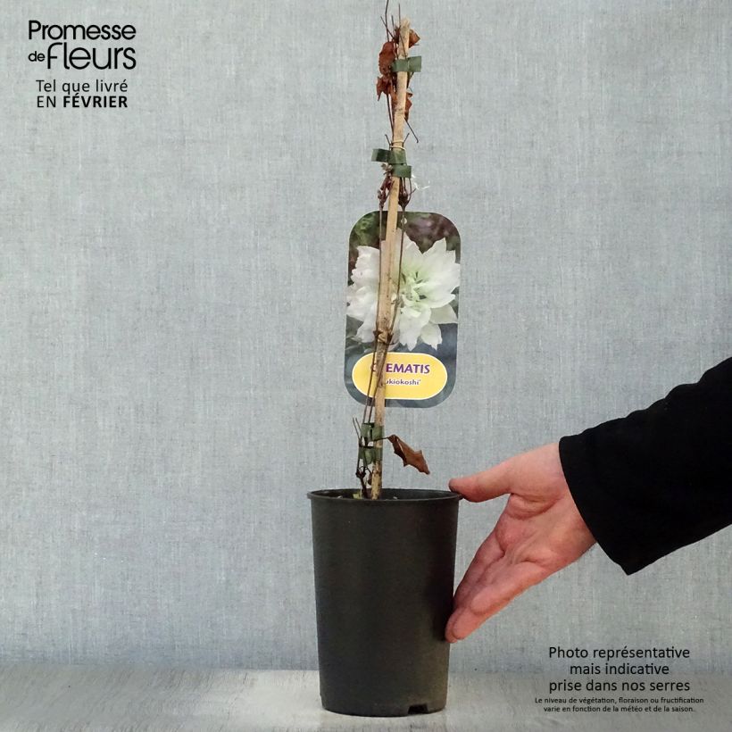 Clematis patens Yukiokoshi 2L/3L pot sample as delivered in winter