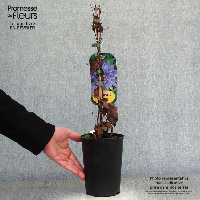 Clematis patens Yvette Houry 1.5L/2L pot sample as delivered in winter
