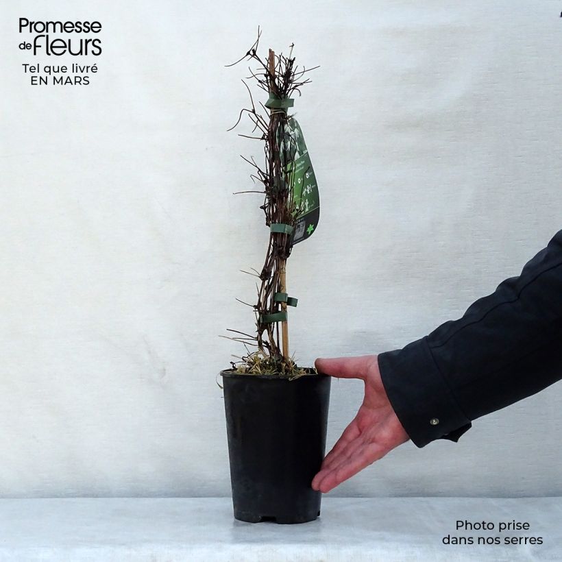 Clematis atragene alpina Plena 2L/3L pot sample as delivered in spring