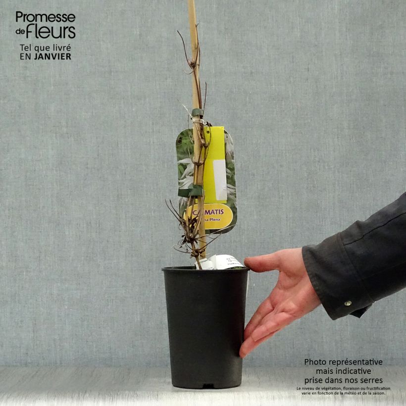 Clematis atragene alpina Plena 2L/3L pot sample as delivered in winter