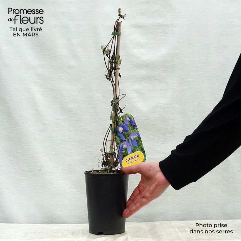 Clematis atragene alpina Francis Rivis 2L/3L pot sample as delivered in spring
