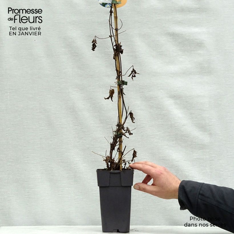 Clematis atragene alpina Ocean Pearl 2L/3L pot sample as delivered in winter