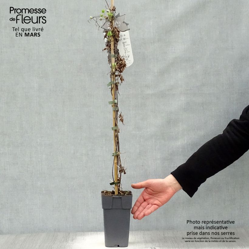 Clematis atragene alpina Ocean Pearl 2L/3L pot sample as delivered in spring