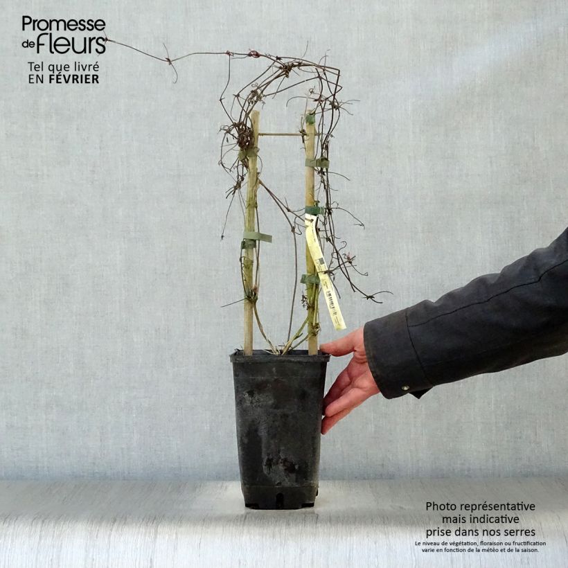 Clematis alpina - Alpine Clematis 2L/3L pot sample as delivered in winter