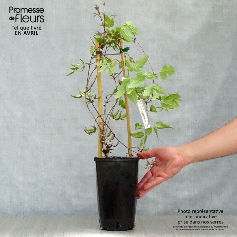 Clematis alpina - Alpine Clematis 2L/3L pot sample as delivered in spring