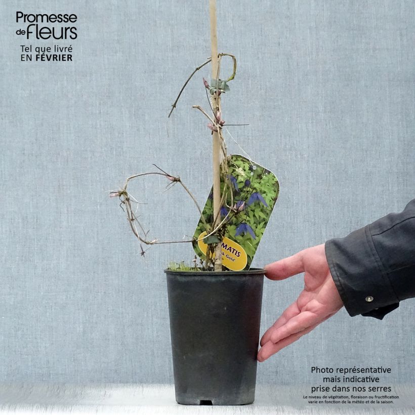 Clematis atragene Stolwijk Gold 2L/3L pot sample as delivered in winter