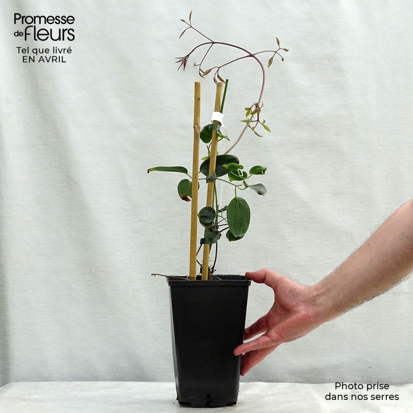 Clematis armandii Apple Blossom 2L/3L pot sample as delivered in spring