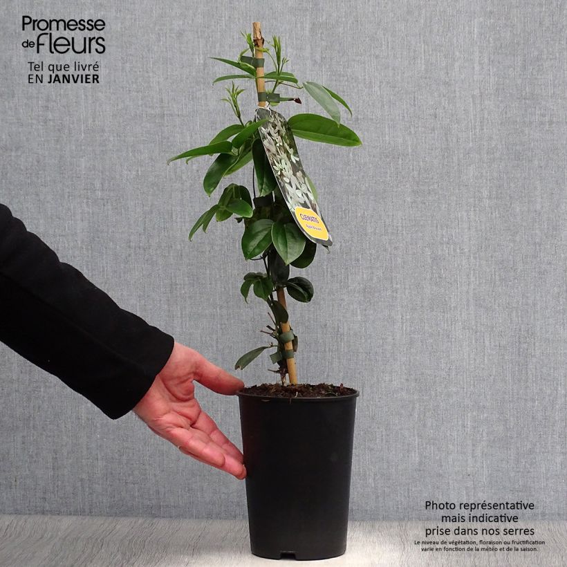 Clematis armandii Apple Blossom 2L/3L pot sample as delivered in winter