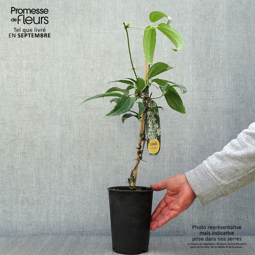 Clematis armandii Little White Charm - Evergreen Clematis 2L/3L pot sample as delivered in autumn