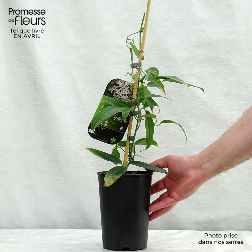 Clematis armandii Snowdrift - Evergreen Clematis 2L/3L pot sample as delivered in spring