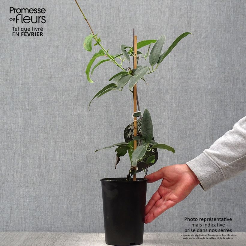 Clematis armandii Snowdrift - Evergreen Clematis 2L/3L pot sample as delivered in autumn