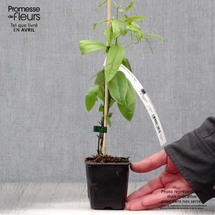 Clematis armandii - Evergreen Clematis 8/9 cm pot sample as delivered in spring