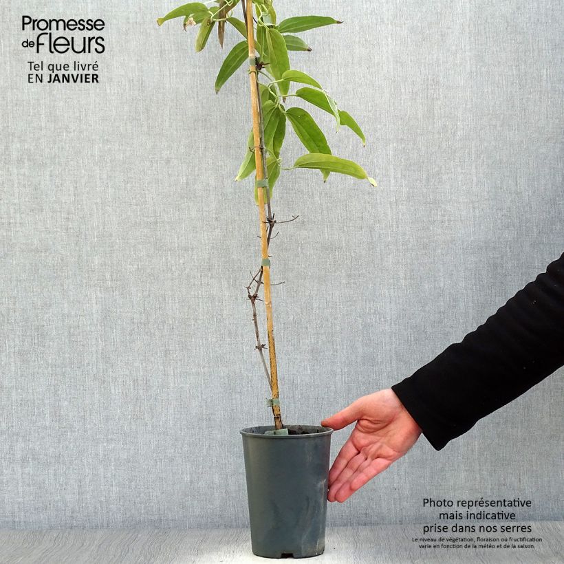 Clematis armandii - Evergreen Clematis 2L/3L pot sample as delivered in winter