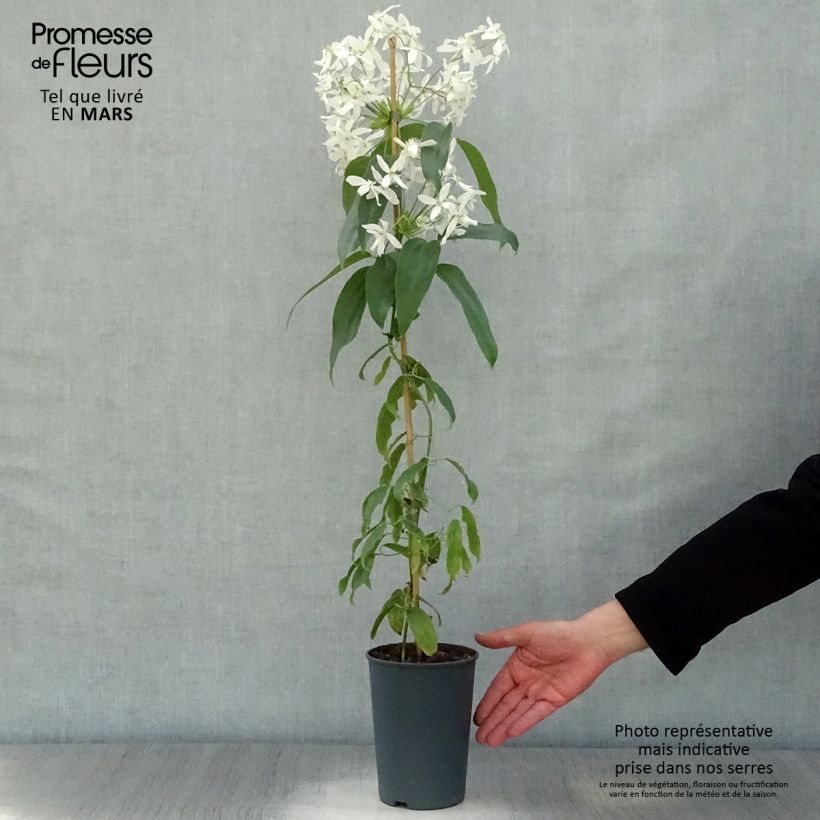 Clematis armandii - Evergreen Clematis 2L/3L pot sample as delivered in spring