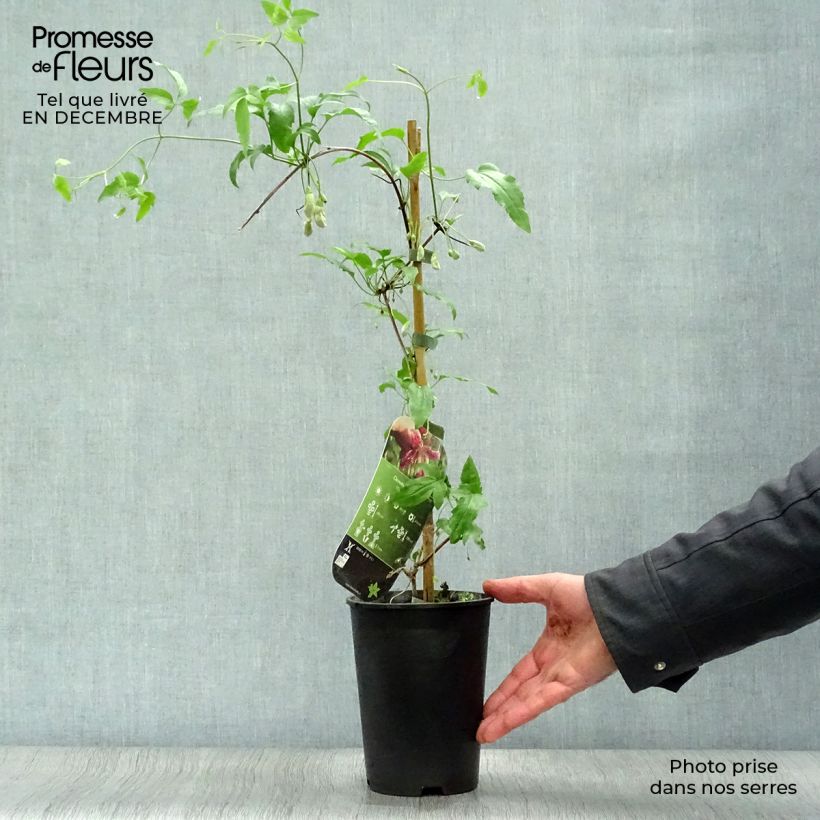 Clematis x cirrhosa Advent Bells 2L/3L pot sample as delivered in winter