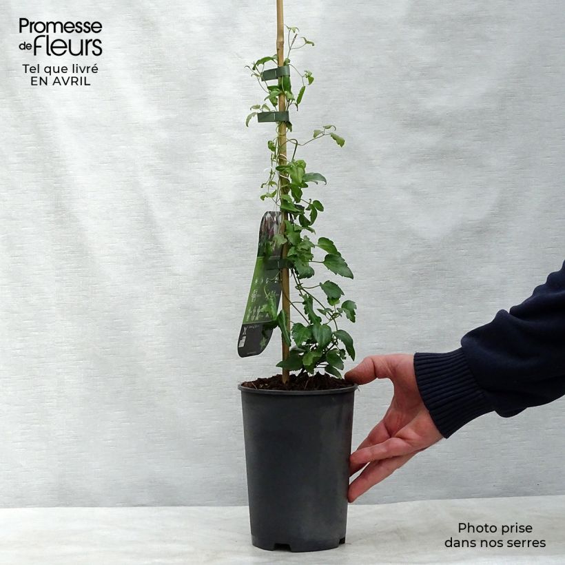 Clematis cirrhosa Freckles 2L/3L pot sample as delivered in spring