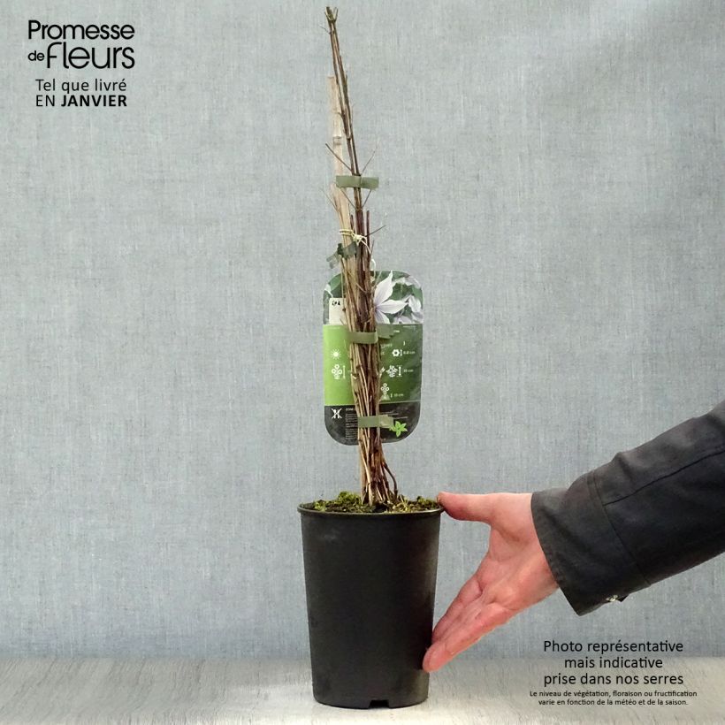 Clematis diversifolia River Star 2L/3L pot sample as delivered in winter