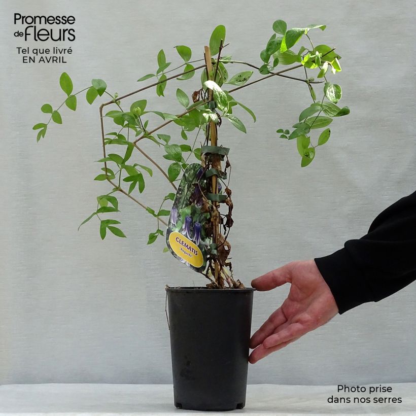 Clematis diversifolia Rooguchi 2L/3L pot sample as delivered in spring