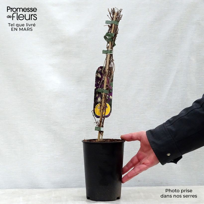 Clematis flammula Aromatica 2L/3L pot sample as delivered in spring