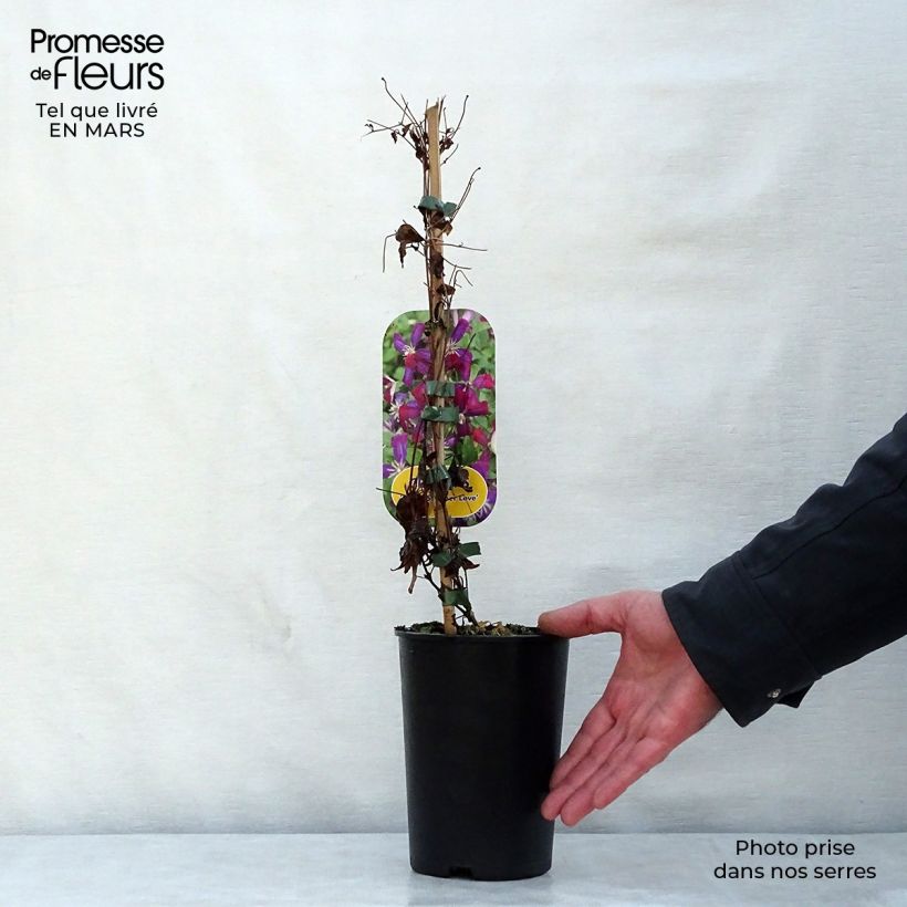 Clematis flammula Sweet Summer Love 2L/3L pot sample as delivered in spring