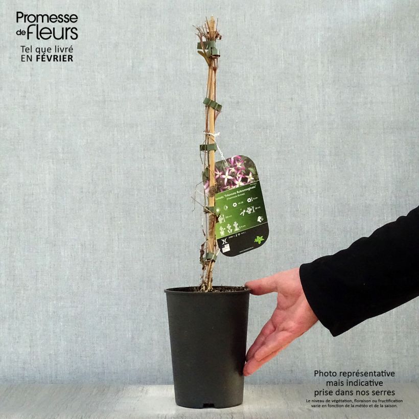 Clematis flammula rubromarginata 2L/3L pot sample as delivered in winter