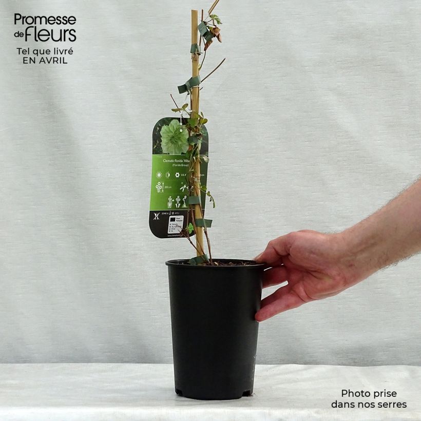 Clematis florida Alba Plena 2L/3L pot sample as delivered in spring
