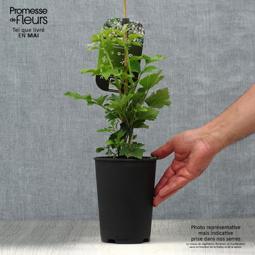 Clematis heracleifolia Pink Dwarf 2L/3L pot sample as delivered in spring