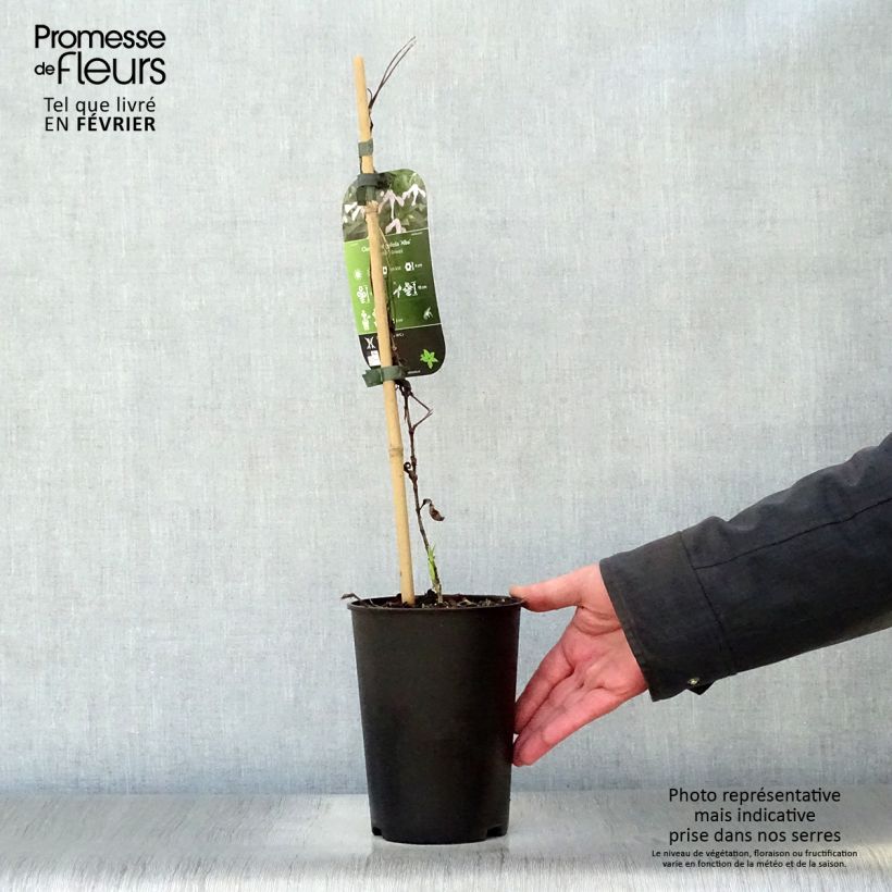 Clematis integrifolia Alba 2L/3L pot sample as delivered in winter