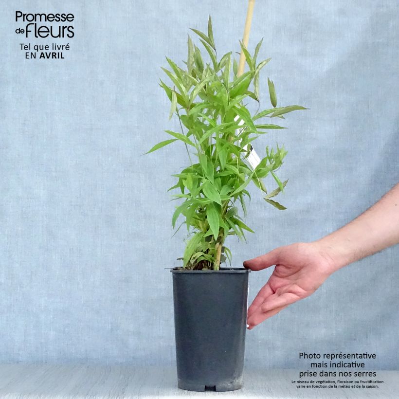 Clematis integrifolia Baby White 2L/3L pot sample as delivered in spring