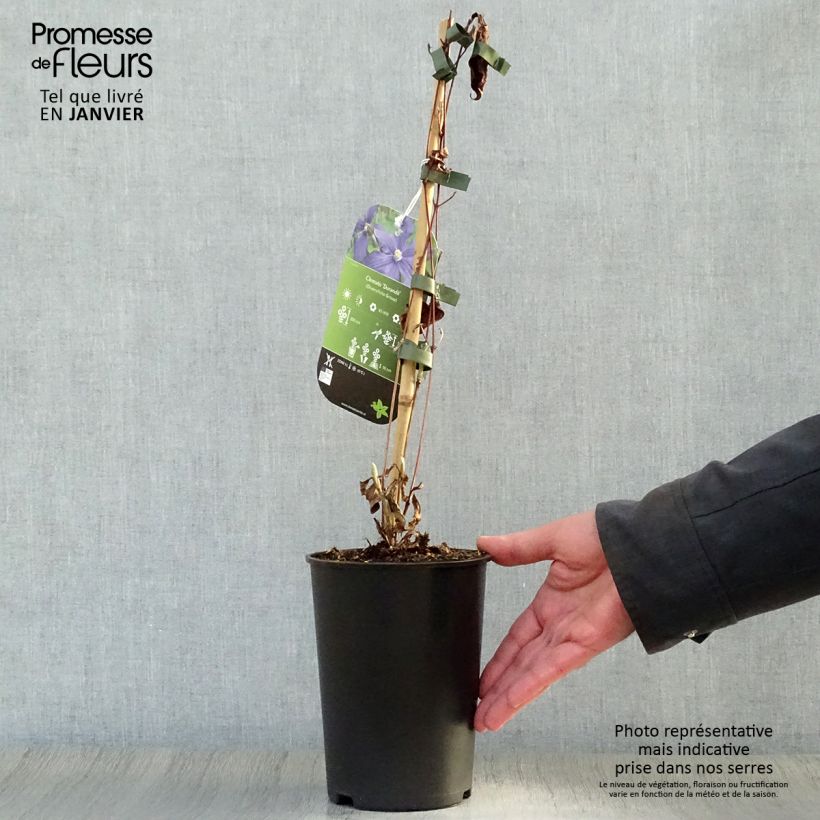 Clematis x durandii 2L/3L pot sample as delivered in winter