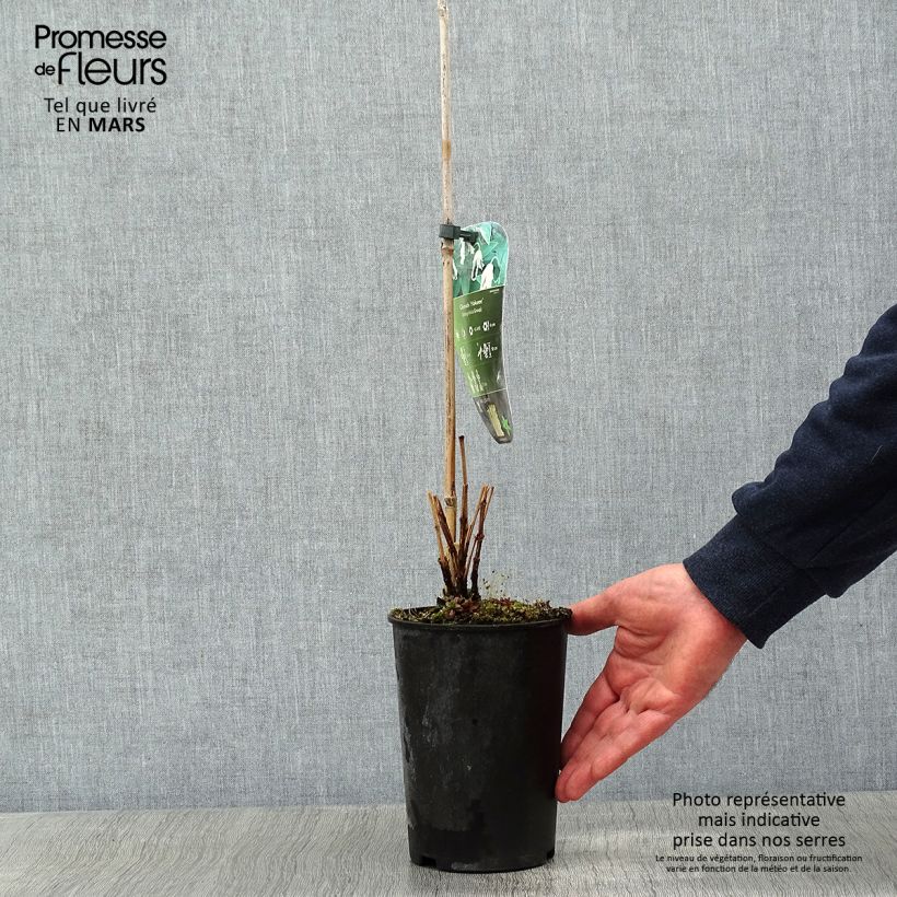 Clematis integrifolia Hakuree 2L/3L pot sample as delivered in winter