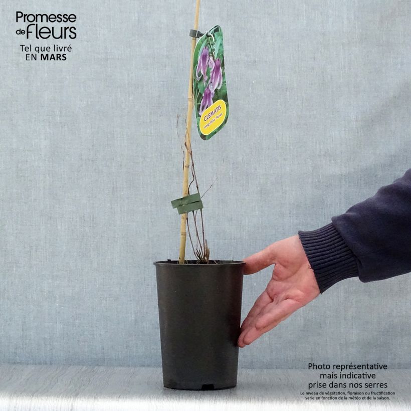 Clematis integrifolia Rosea 2L/3L pot sample as delivered in spring