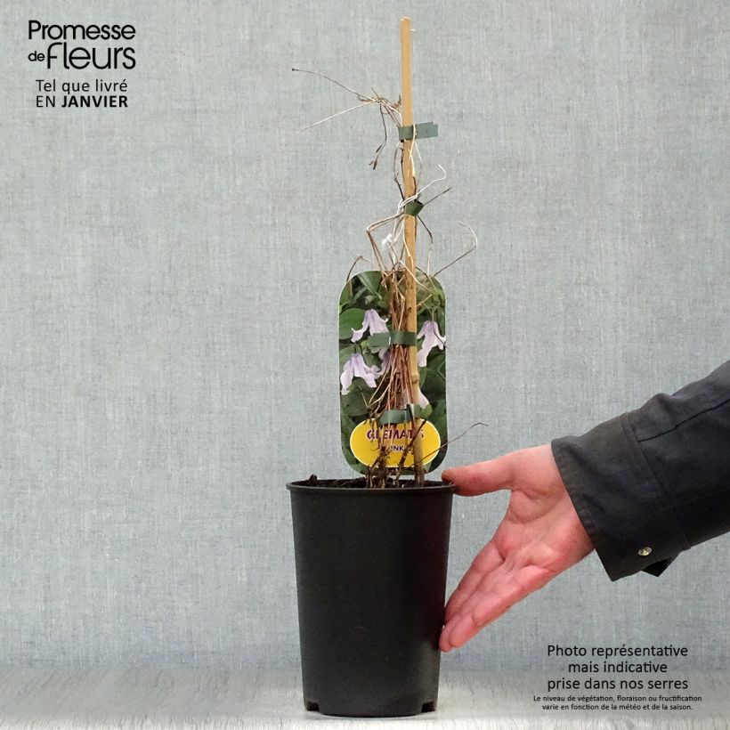 Clematis Twinkle 2L/3L pot sample as delivered in winter